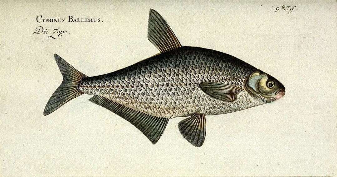 D. Marcus Elieser Bloch's, ausÃ¼benden Arztes zu Berlin. Atlas.Berlin :Auf Kosten des Ve | "Early works to 1800" Fishes Germany Ichthyology "Pictorial works"  | Vintage Print Reproduction 465938