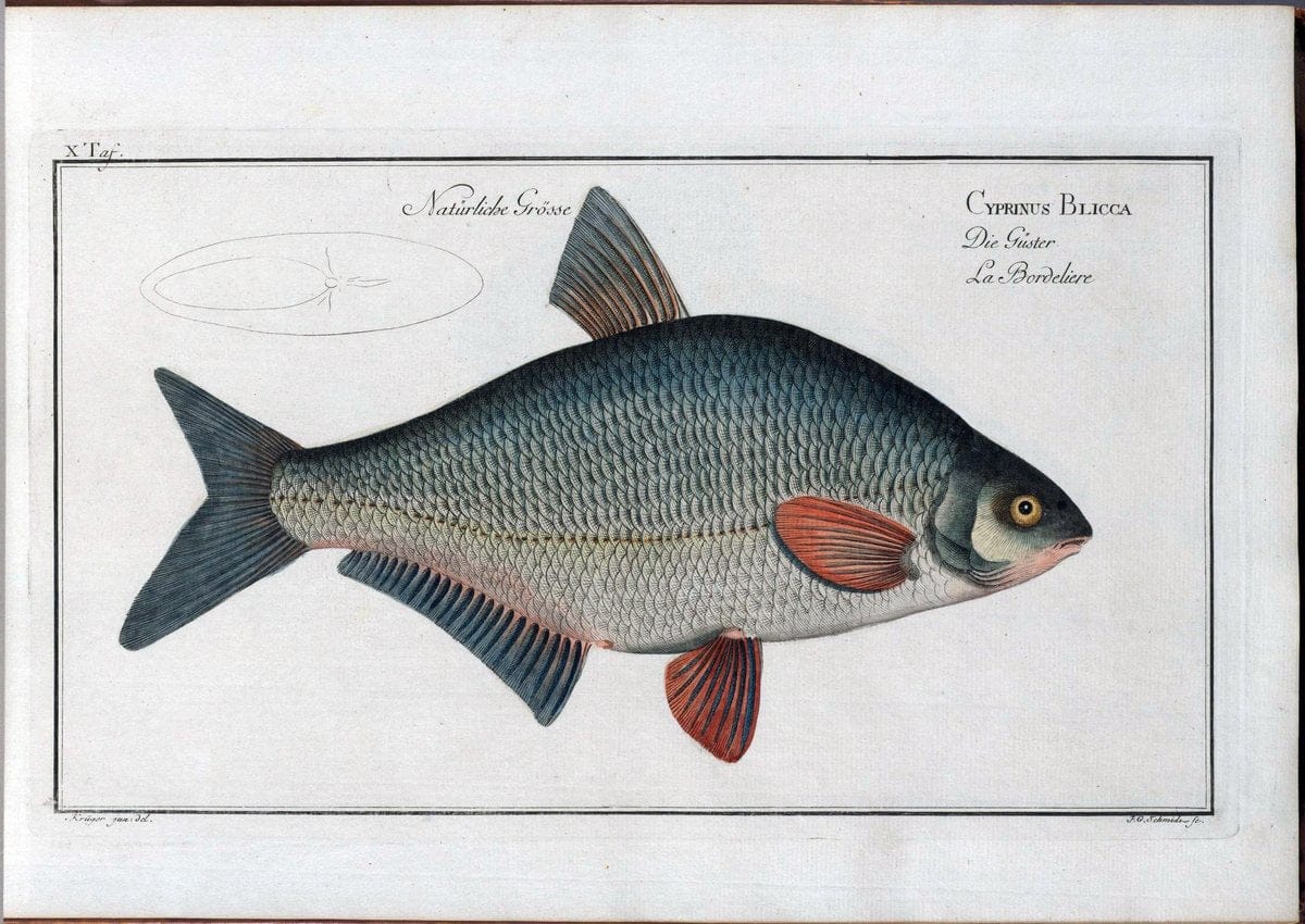 D. Marcus Elieser Bloch's, ausÃ¼benden Arztes zu Berlin .  Oeconomische Naturgeschichte der Fische Deutschlands . .Berlin :Auf Kosten des Verfassers | Vintage Print Reproduction 465940