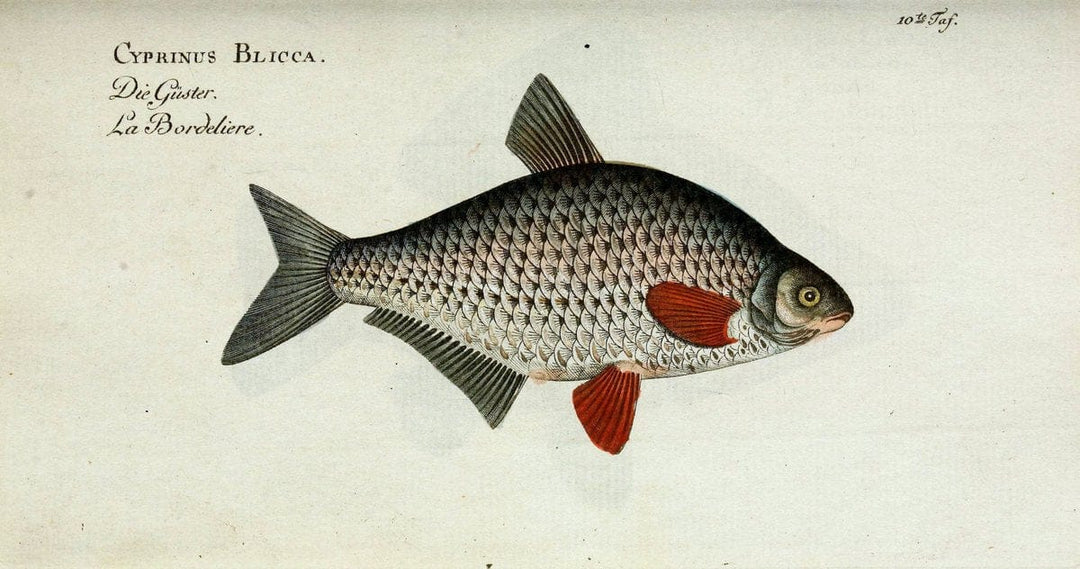 D. Marcus Elieser Bloch's, ausÃ¼benden Arztes zu Berlin. Atlas.Berlin :Auf Kosten des Ve | "Early works to 1800" Fishes Germany Ichthyology "Pictorial works"  | Vintage Print Reproduction 465942