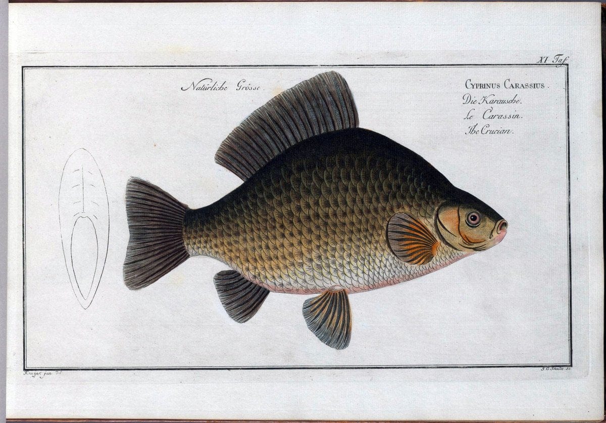 D. Marcus Elieser Bloch's, ausÃ¼benden Arztes zu Berlin .  Oeconomische Naturgeschichte der Fische Deutschlands . .Berlin :Auf Kosten des Verfassers | Vintage Print Reproduction 465943