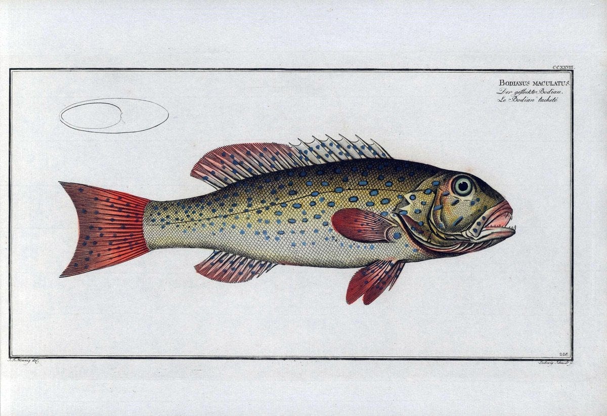D. Marcus Elieser Bloch's, ausÃ¼benden Arztes zu Berlin .  Oeconomische Naturgeschichte der Fische Deutschlands . .Berlin :Auf Kosten des Verfassers | Vintage Print Reproduction 465944