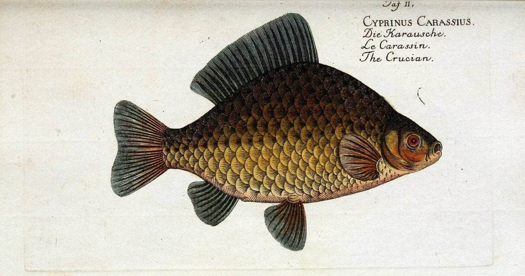 D. Marcus Elieser Bloch's, ausÃ¼benden Arztes zu Berlin. Atlas.Berlin :Auf Kosten des Ve | "Early works to 1800" Fishes Germany Ichthyology "Pictorial works"  | Vintage Print Reproduction 465946