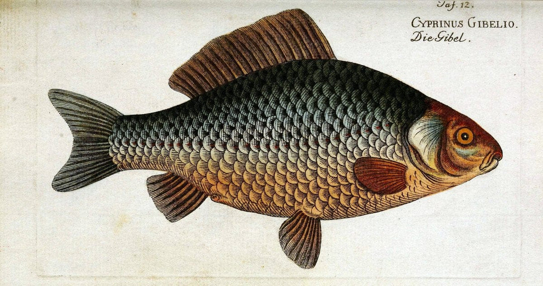 D. Marcus Elieser Bloch's, ausÃ¼benden Arztes zu Berlin. Atlas.Berlin :Auf Kosten des Ve | "Early works to 1800" Fishes Germany Ichthyology "Pictorial works"  | Vintage Print Reproduction 465950