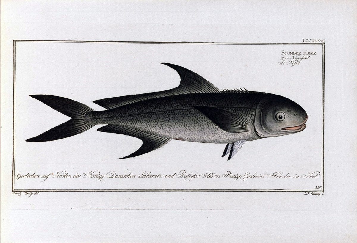 D. Marcus Elieser Bloch's, ausÃ¼benden Arztes zu Berlin .  Oeconomische Naturgeschichte der Fische Deutschlands . .Berlin :Auf Kosten des Verfassers | Vintage Print Reproduction 465951