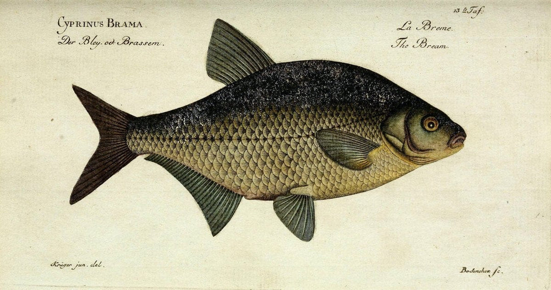 D. Marcus Elieser Bloch's, ausÃ¼benden Arztes zu Berlin. Atlas.Berlin :Auf Kosten des Ve | "Early works to 1800" Fishes Germany Ichthyology "Pictorial works"  | Vintage Print Reproduction 465954