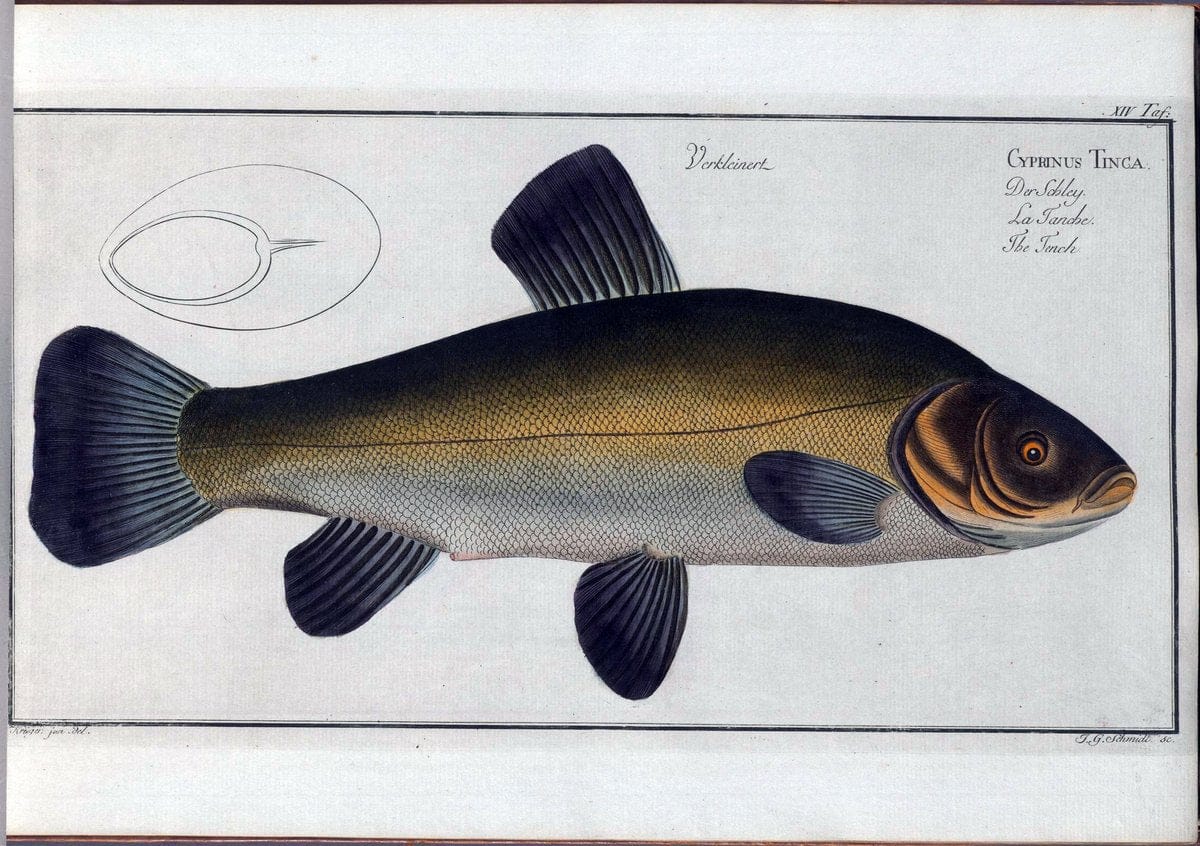 D. Marcus Elieser Bloch's, ausÃ¼benden Arztes zu Berlin .  Oeconomische Naturgeschichte der Fische Deutschlands . .Berlin :Auf Kosten des Verfassers | Vintage Print Reproduction 465955