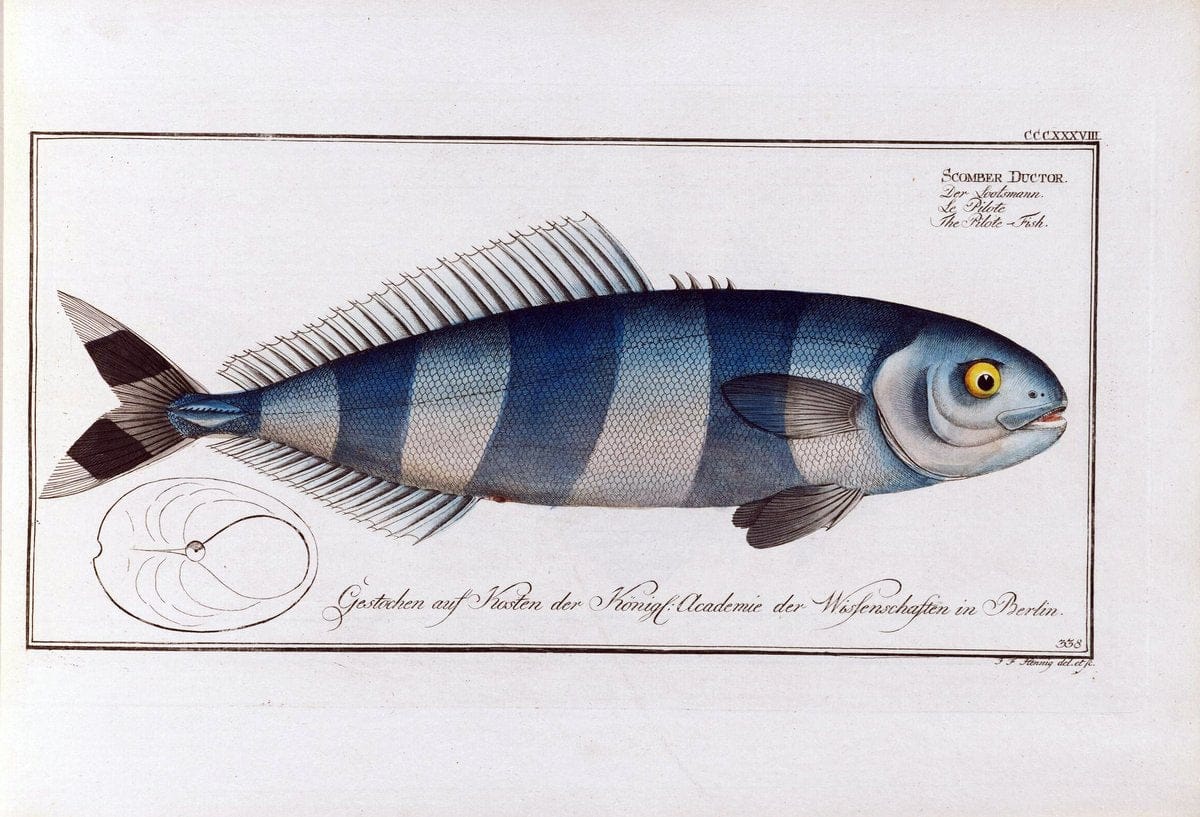 D. Marcus Elieser Bloch's, ausÃ¼benden Arztes zu Berlin .  Oeconomische Naturgeschichte der Fische Deutschlands . .Berlin :Auf Kosten des Verfassers | Vintage Print Reproduction 465957