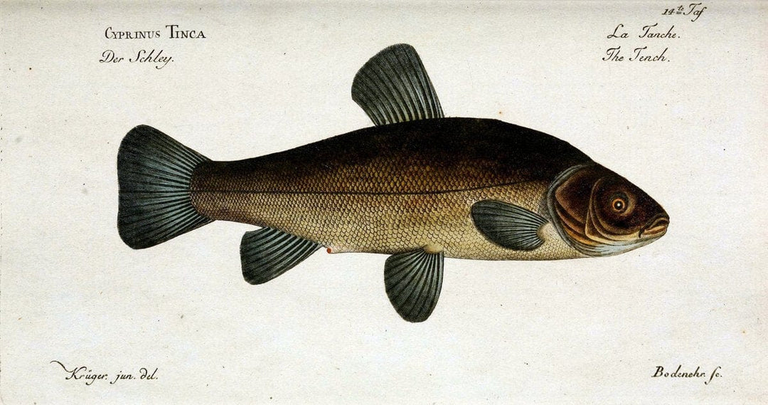 D. Marcus Elieser Bloch's, ausÃ¼benden Arztes zu Berlin. Atlas.Berlin :Auf Kosten des Ve | "Early works to 1800" Fishes Germany Ichthyology "Pictorial works"  | Vintage Print Reproduction 465958