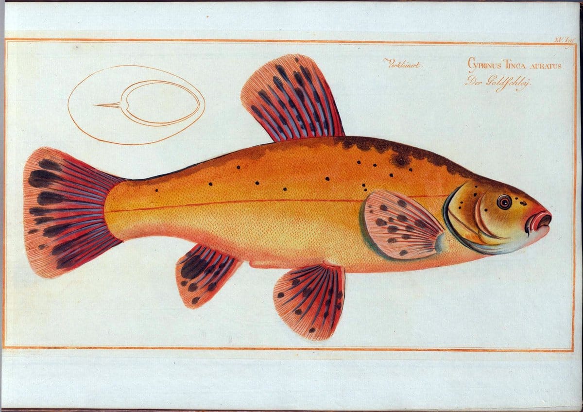 D. Marcus Elieser Bloch's, ausÃ¼benden Arztes zu Berlin .  Oeconomische Naturgeschichte der Fische Deutschlands . .Berlin :Auf Kosten des Verfassers | Vintage Print Reproduction 465959