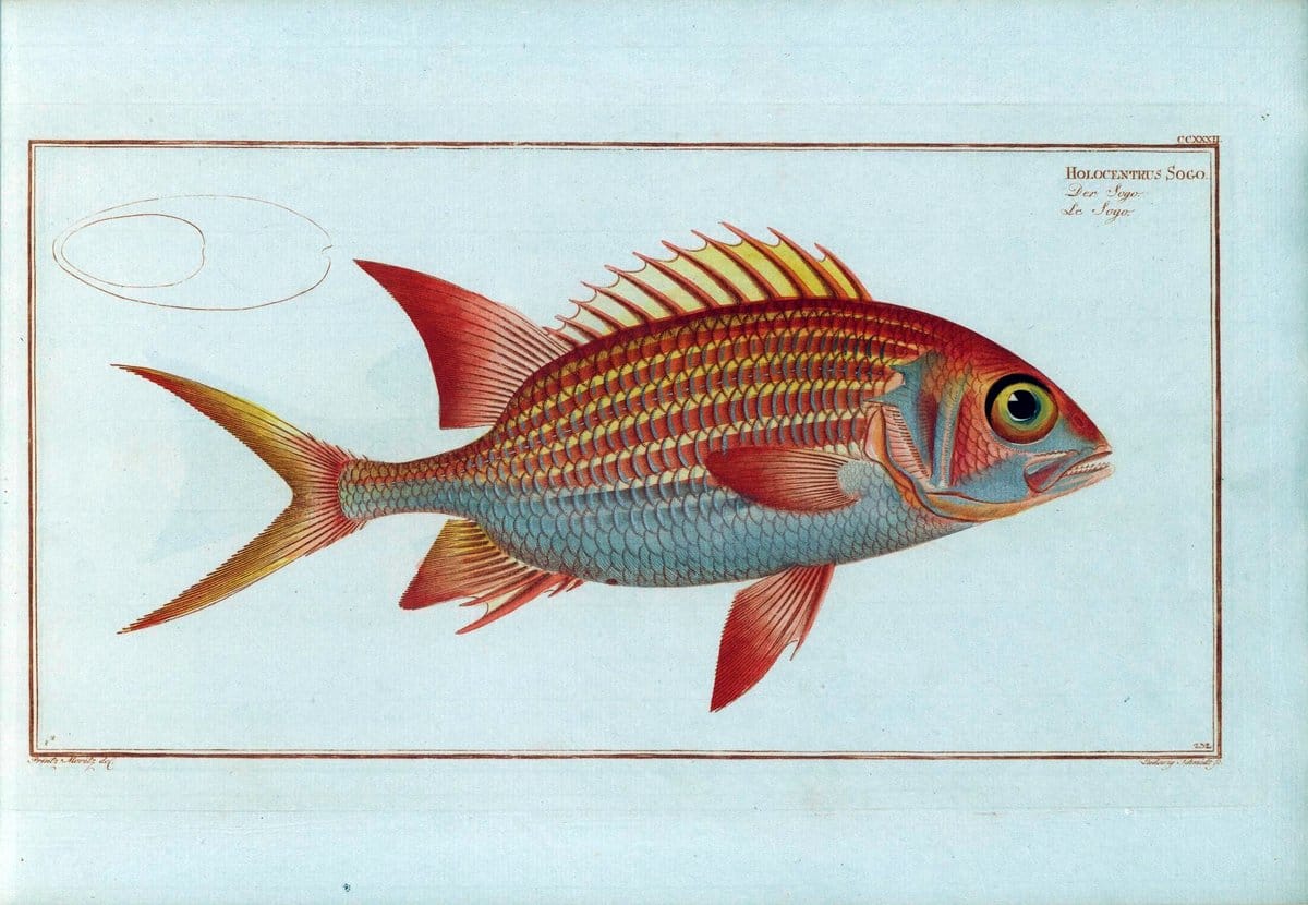 D. Marcus Elieser Bloch's, ausÃ¼benden Arztes zu Berlin .  Oeconomische Naturgeschichte der Fische Deutschlands . .Berlin :Auf Kosten des Verfassers | Vintage Print Reproduction 465960