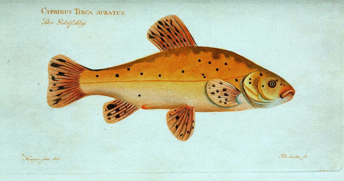 D. Marcus Elieser Bloch's, ausübenden Arztes zu Berlin. Atlas.Berlin :Auf Kosten des Ve | "Early works to 1800" Fishes Germany Ichthyology "Pictorial works"  | Vintage Print Reproduction 465962