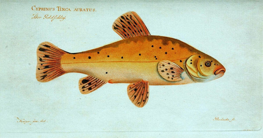 D. Marcus Elieser Bloch's, ausÃ¼benden Arztes zu Berlin. Atlas.Berlin :Auf Kosten des Ve | "Early works to 1800" Fishes Germany Ichthyology "Pictorial works"  | Vintage Print Reproduction 465962