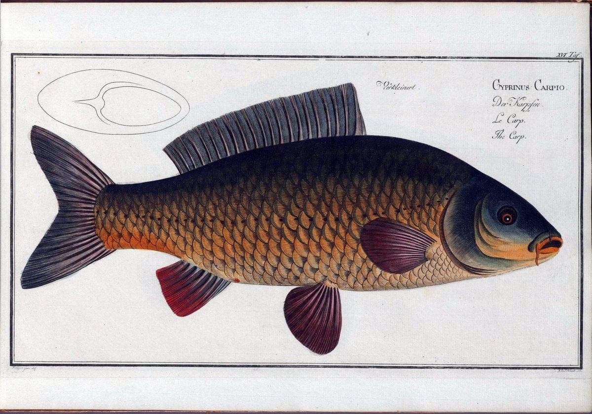 D. Marcus Elieser Bloch's, ausÃ¼benden Arztes zu Berlin .  Oeconomische Naturgeschichte der Fische Deutschlands . .Berlin :Auf Kosten des Verfassers | Vintage Print Reproduction 465963