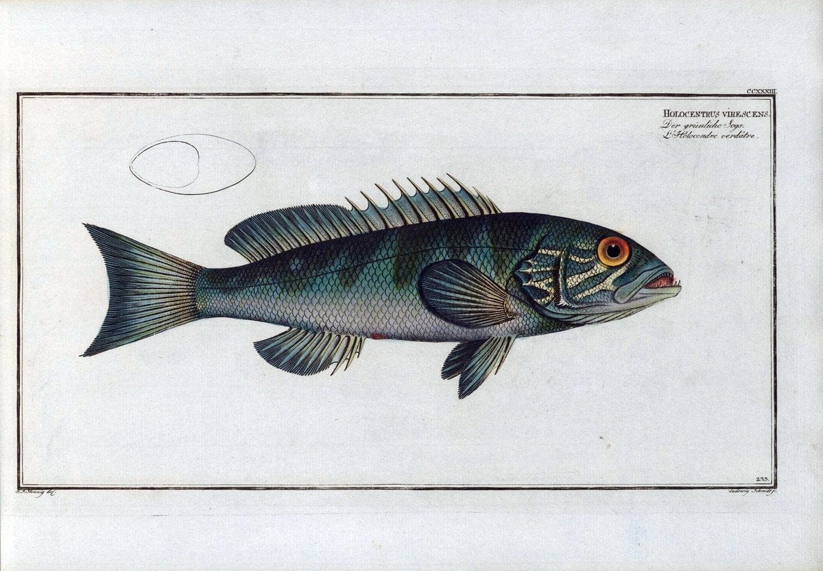 D. Marcus Elieser Bloch's, ausÃ¼benden Arztes zu Berlin .  Oeconomische Naturgeschichte der Fische Deutschlands . .Berlin :Auf Kosten des Verfassers | Vintage Print Reproduction 465964