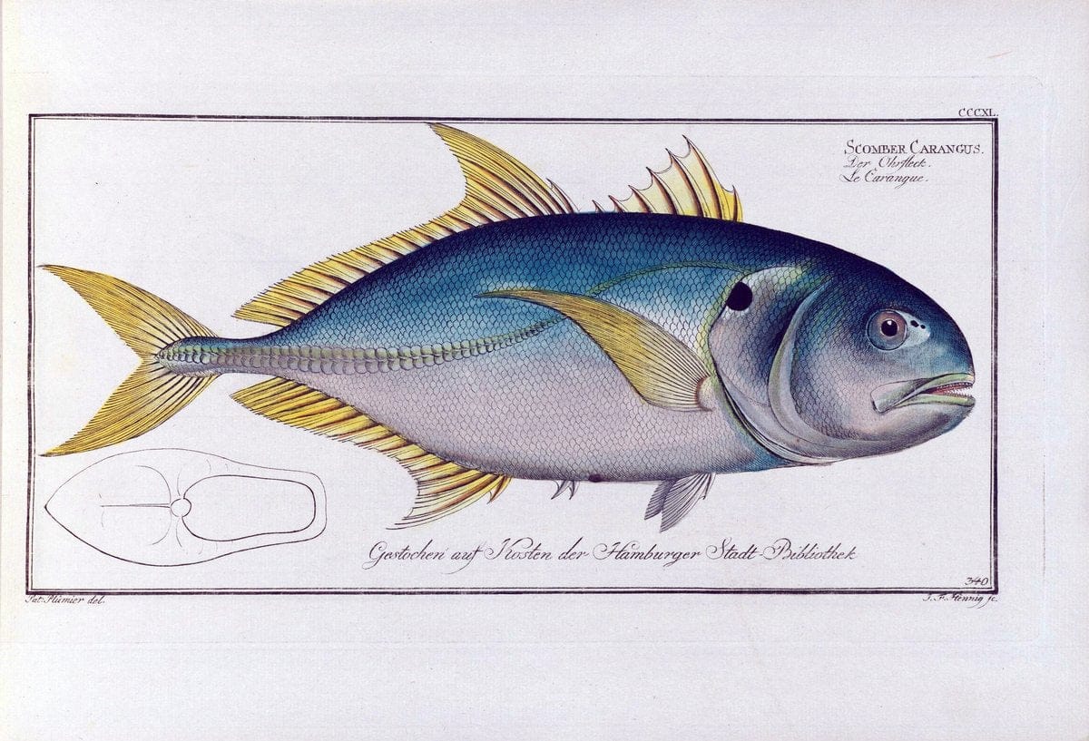 D. Marcus Elieser Bloch's, ausÃ¼benden Arztes zu Berlin .  Oeconomische Naturgeschichte der Fische Deutschlands . .Berlin :Auf Kosten des Verfassers | Vintage Print Reproduction 465965