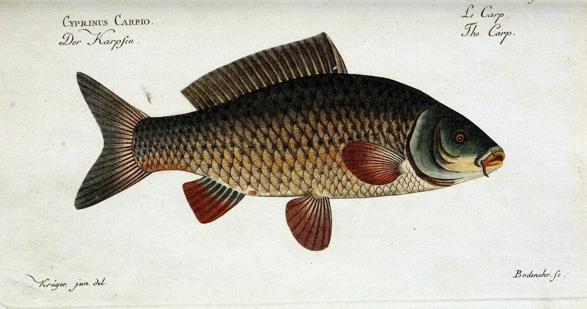 D. Marcus Elieser Bloch's, ausübenden Arztes zu Berlin. Atlas.Berlin :Auf Kosten des Ve | "Early works to 1800" Fishes Germany Ichthyology "Pictorial works"  | Vintage Print Reproduction 465966