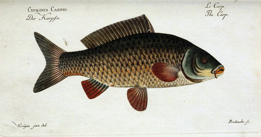 D. Marcus Elieser Bloch's, ausÃ¼benden Arztes zu Berlin. Atlas.Berlin :Auf Kosten des Ve | "Early works to 1800" Fishes Germany Ichthyology "Pictorial works"  | Vintage Print Reproduction 465966