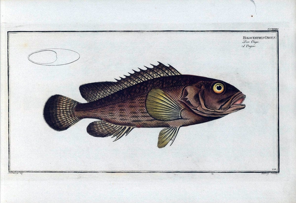 D. Marcus Elieser Bloch's, ausÃ¼benden Arztes zu Berlin .  Oeconomische Naturgeschichte der Fische Deutschlands . .Berlin :Auf Kosten des Verfassers | Vintage Print Reproduction 465967