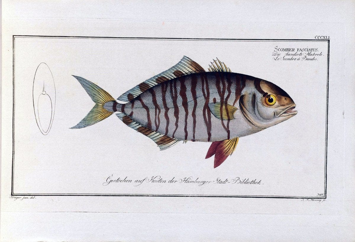 D. Marcus Elieser Bloch's, ausÃ¼benden Arztes zu Berlin .  Oeconomische Naturgeschichte der Fische Deutschlands . .Berlin :Auf Kosten des Verfassers | Vintage Print Reproduction 465968