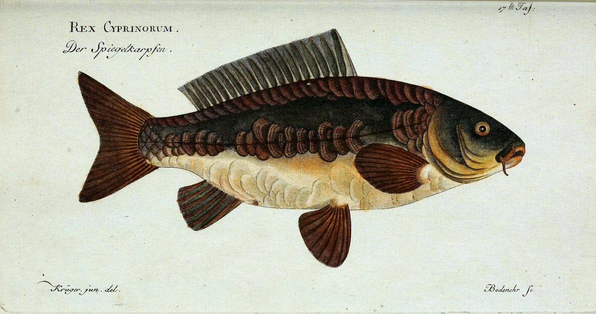 D. Marcus Elieser Bloch's, ausübenden Arztes zu Berlin. Atlas.Berlin :Auf Kosten des Ve | "Early works to 1800" Fishes Germany Ichthyology "Pictorial works"  | Vintage Print Reproduction 465970