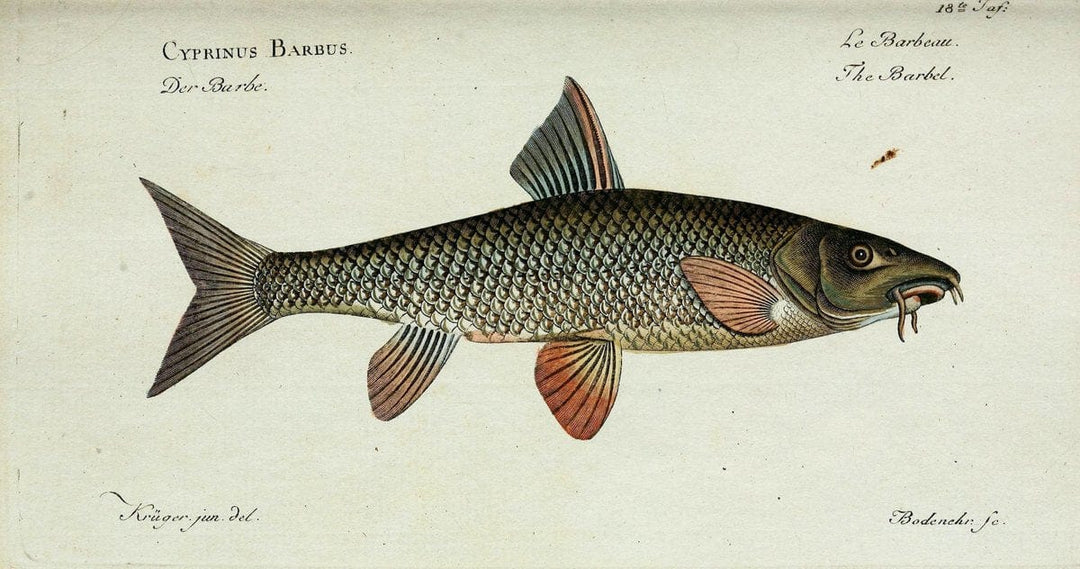 D. Marcus Elieser Bloch's, ausÃ¼benden Arztes zu Berlin. Atlas.Berlin :Auf Kosten des Ve | "Early works to 1800" Fishes Germany Ichthyology "Pictorial works"  | Vintage Print Reproduction 465974