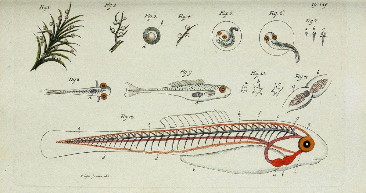 D. Marcus Elieser Bloch's, ausübenden Arztes zu Berlin. Atlas.Berlin :Auf Kosten des Ve | "Early works to 1800" Fishes Germany Ichthyology "Pictorial works"  | Vintage Print Reproduction 465978