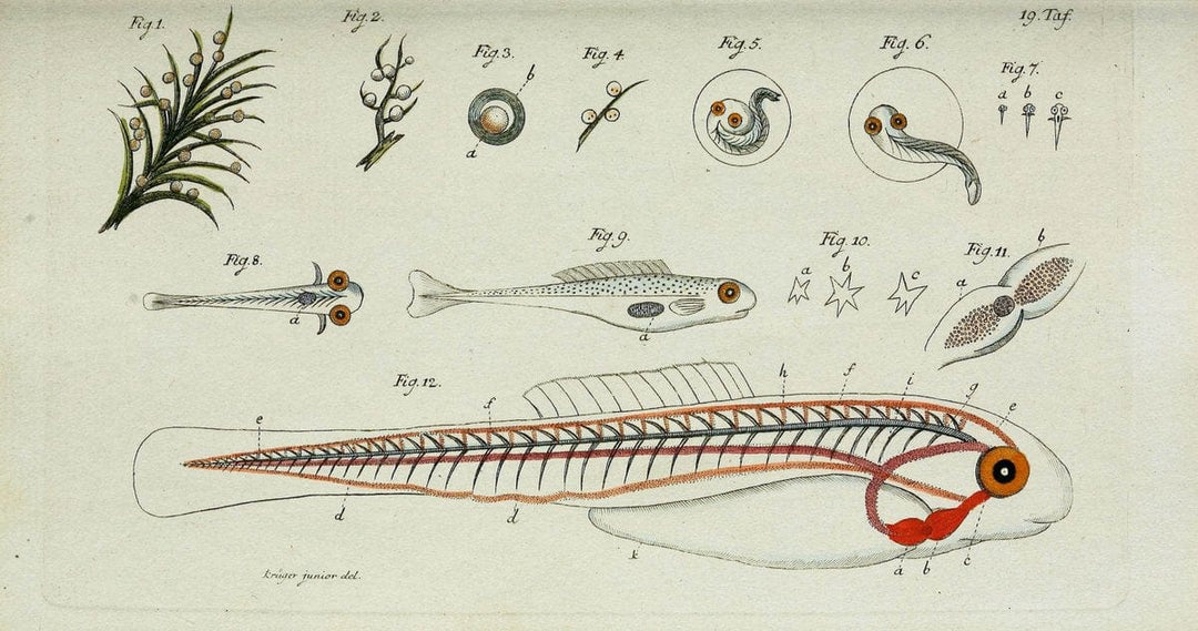 D. Marcus Elieser Bloch's, ausÃ¼benden Arztes zu Berlin. Atlas.Berlin :Auf Kosten des Ve | "Early works to 1800" Fishes Germany Ichthyology "Pictorial works"  | Vintage Print Reproduction 465978