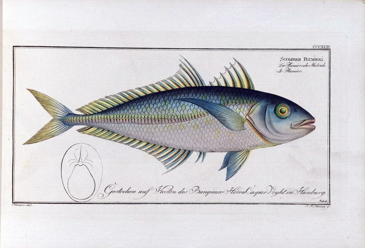 D. Marcus Elieser Bloch's, ausÃ¼benden Arztes zu Berlin .  Oeconomische Naturgeschichte der Fische Deutschlands . .Berlin :Auf Kosten des Verfassers | Vintage Print Reproduction 465979