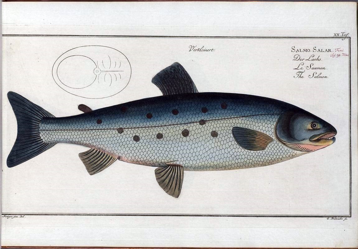 D. Marcus Elieser Bloch's, ausÃ¼benden Arztes zu Berlin .  Oeconomische Naturgeschichte der Fische Deutschlands . .Berlin :Auf Kosten des Verfassers | Vintage Print Reproduction 465980