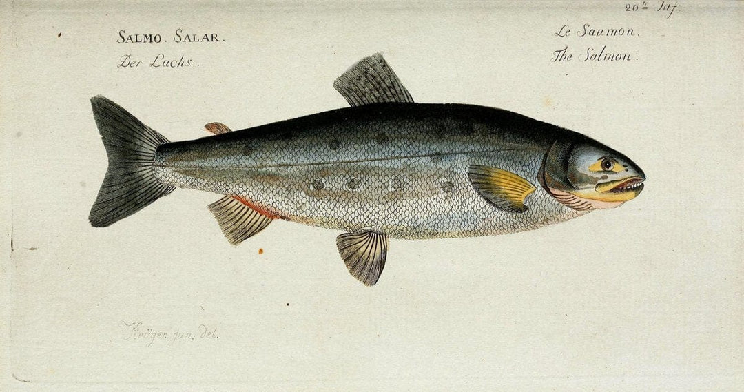 D. Marcus Elieser Bloch's, ausÃ¼benden Arztes zu Berlin. Atlas.Berlin :Auf Kosten des Ve | "Early works to 1800" Fishes Germany Ichthyology "Pictorial works"  | Vintage Print Reproduction 465982