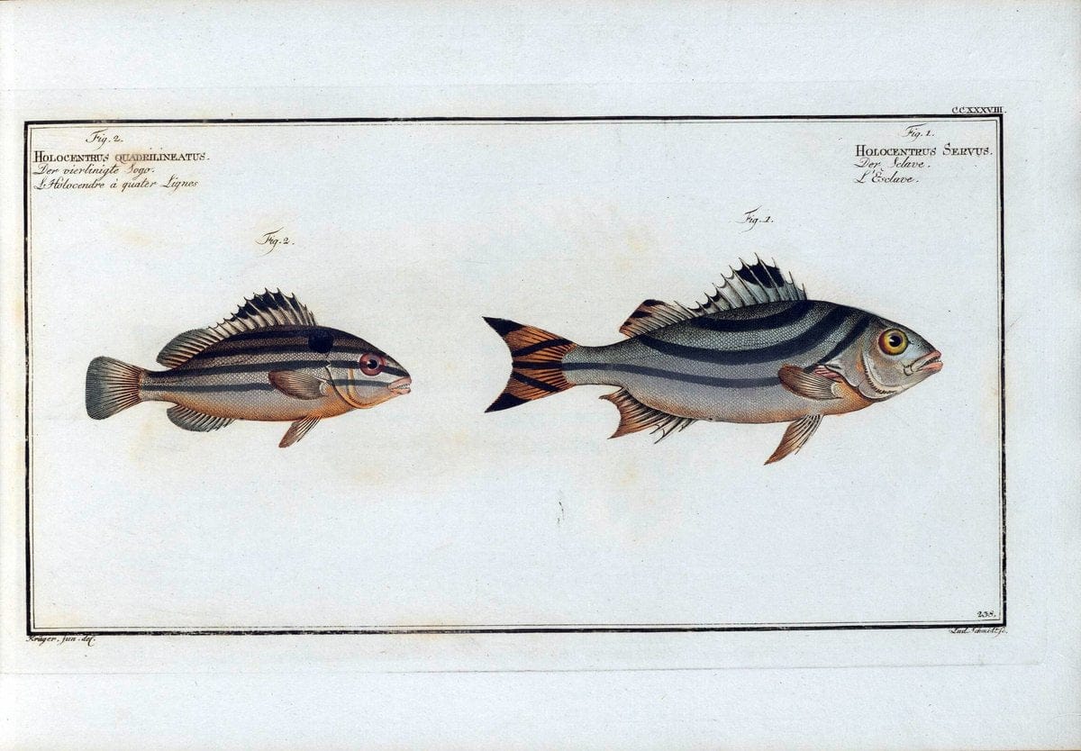 D. Marcus Elieser Bloch's, ausÃ¼benden Arztes zu Berlin .  Oeconomische Naturgeschichte der Fische Deutschlands . .Berlin :Auf Kosten des Verfassers | Vintage Print Reproduction 465984