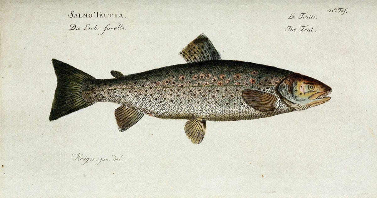 D. Marcus Elieser Bloch's, ausübenden Arztes zu Berlin. Atlas.Berlin :Auf Kosten des Ve | "Early works to 1800" Fishes Germany Ichthyology "Pictorial works"  | Vintage Print Reproduction 465986