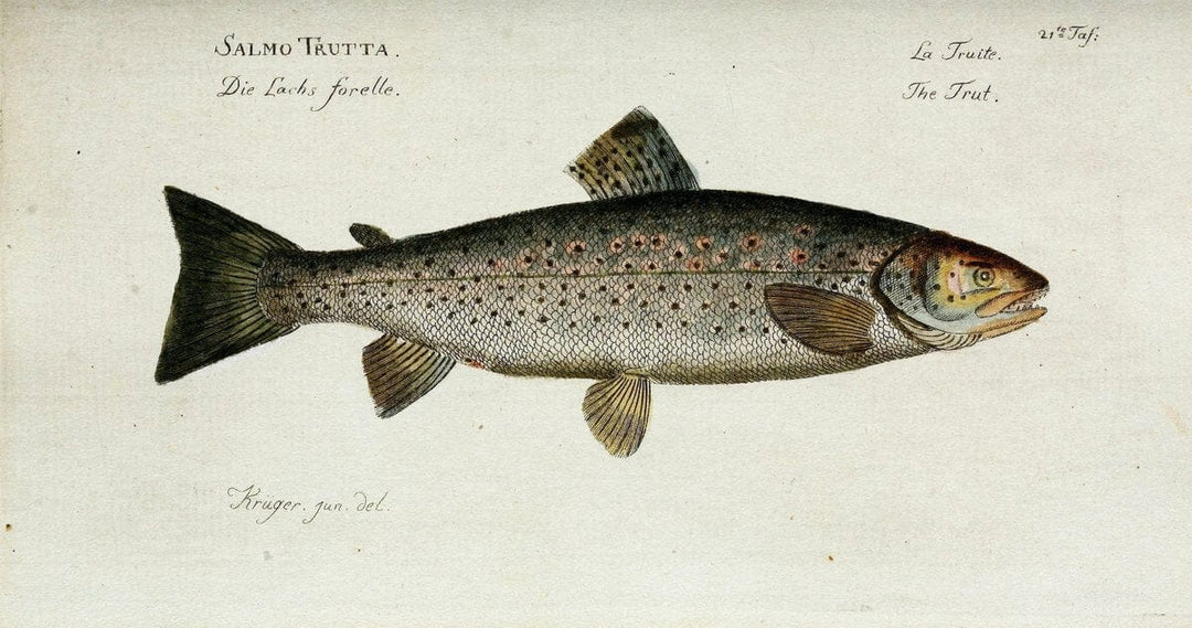 D. Marcus Elieser Bloch's, ausÃ¼benden Arztes zu Berlin. Atlas.Berlin :Auf Kosten des Ve | "Early works to 1800" Fishes Germany Ichthyology "Pictorial works"  | Vintage Print Reproduction 465986