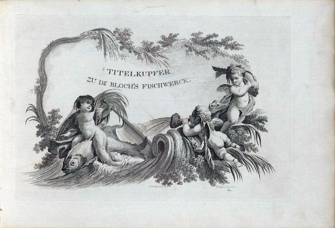 D. Marcus Elieser Bloch's, ausÃ¼benden Arztes zu Berlin .  Oeconomische Naturgeschichte der Fische Deutschlands . .Berlin :Auf Kosten des Verfassers | Vintage Print Reproduction 465987