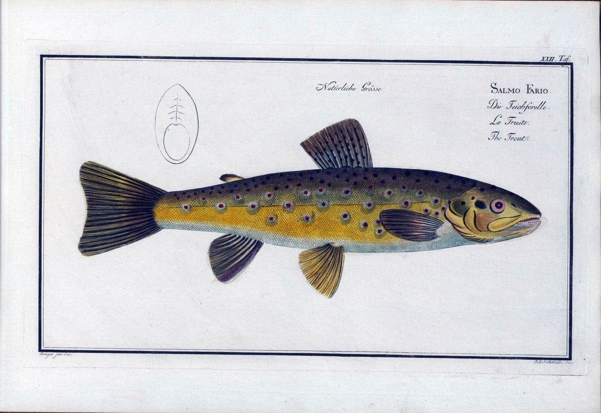 D. Marcus Elieser Bloch's, ausÃ¼benden Arztes zu Berlin .  Oeconomische Naturgeschichte der Fische Deutschlands . .Berlin :Auf Kosten des Verfassers | Vintage Print Reproduction 465988