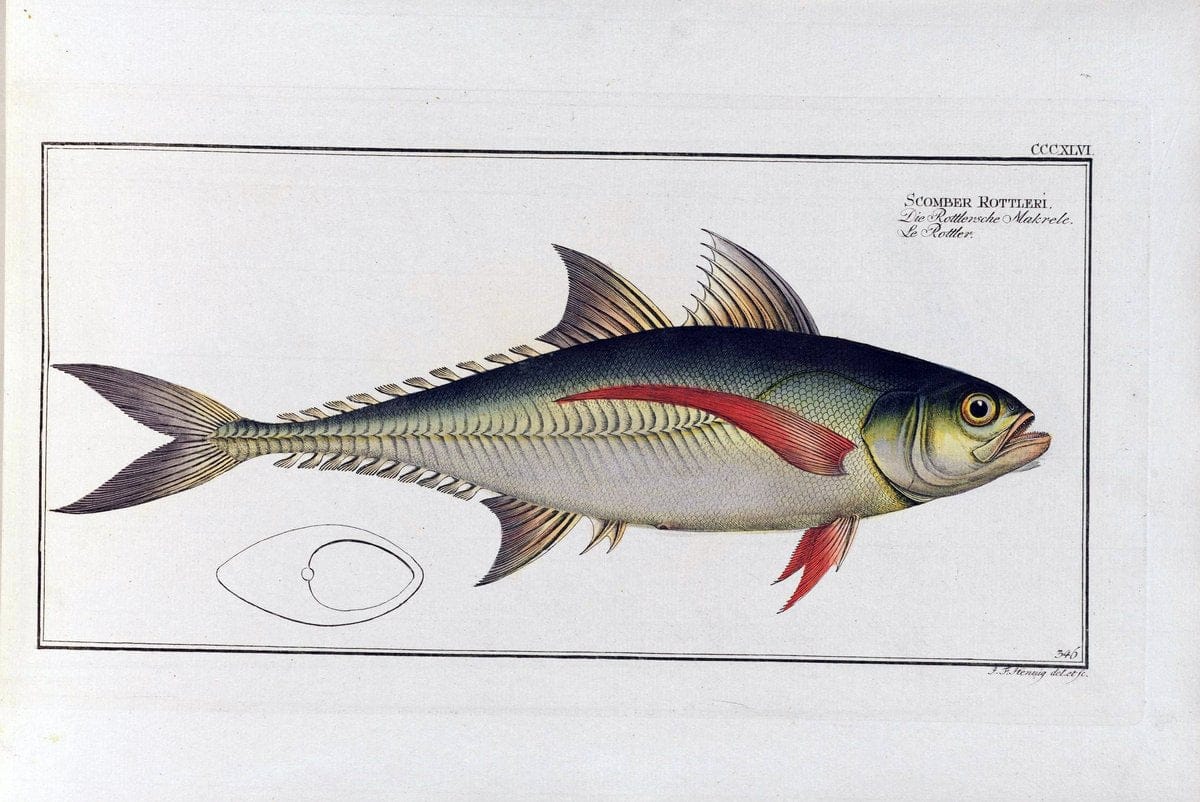 D. Marcus Elieser Bloch's, ausÃ¼benden Arztes zu Berlin .  Oeconomische Naturgeschichte der Fische Deutschlands . .Berlin :Auf Kosten des Verfassers | Vintage Print Reproduction 465990