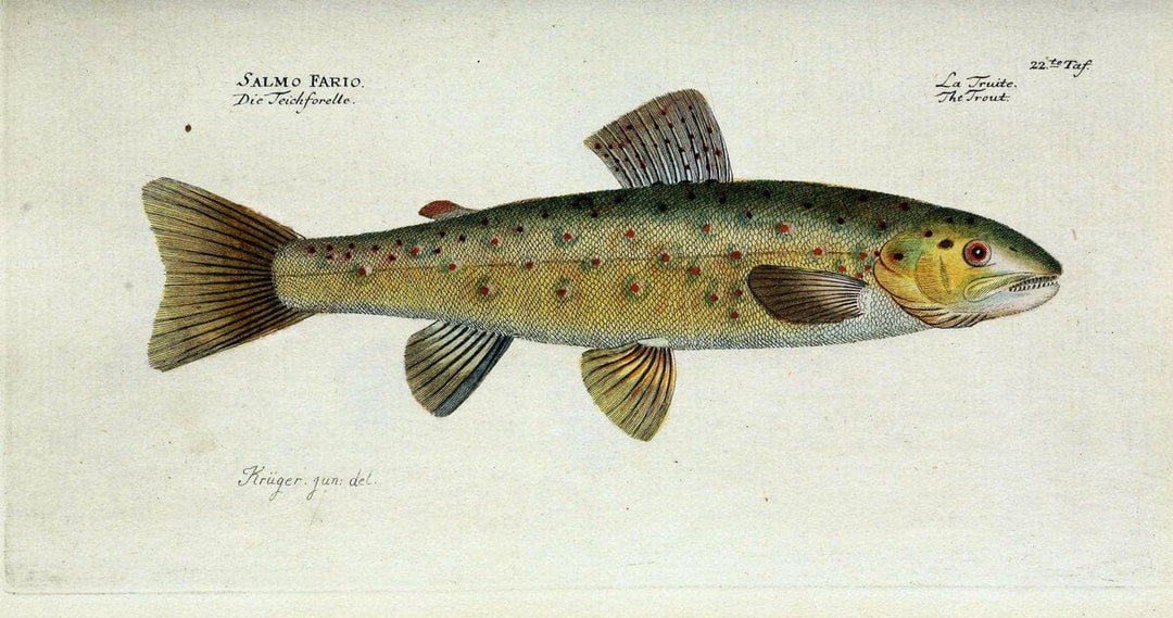 D. Marcus Elieser Bloch's, ausÃ¼benden Arztes zu Berlin. Atlas.Berlin :Auf Kosten des Ve | "Early works to 1800" Fishes Germany Ichthyology "Pictorial works"  | Vintage Print Reproduction 465991