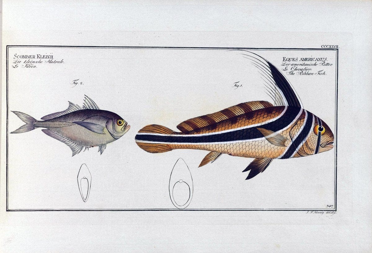D. Marcus Elieser Bloch's, ausÃ¼benden Arztes zu Berlin .  Oeconomische Naturgeschichte der Fische Deutschlands . .Berlin :Auf Kosten des Verfassers | Vintage Print Reproduction 465994