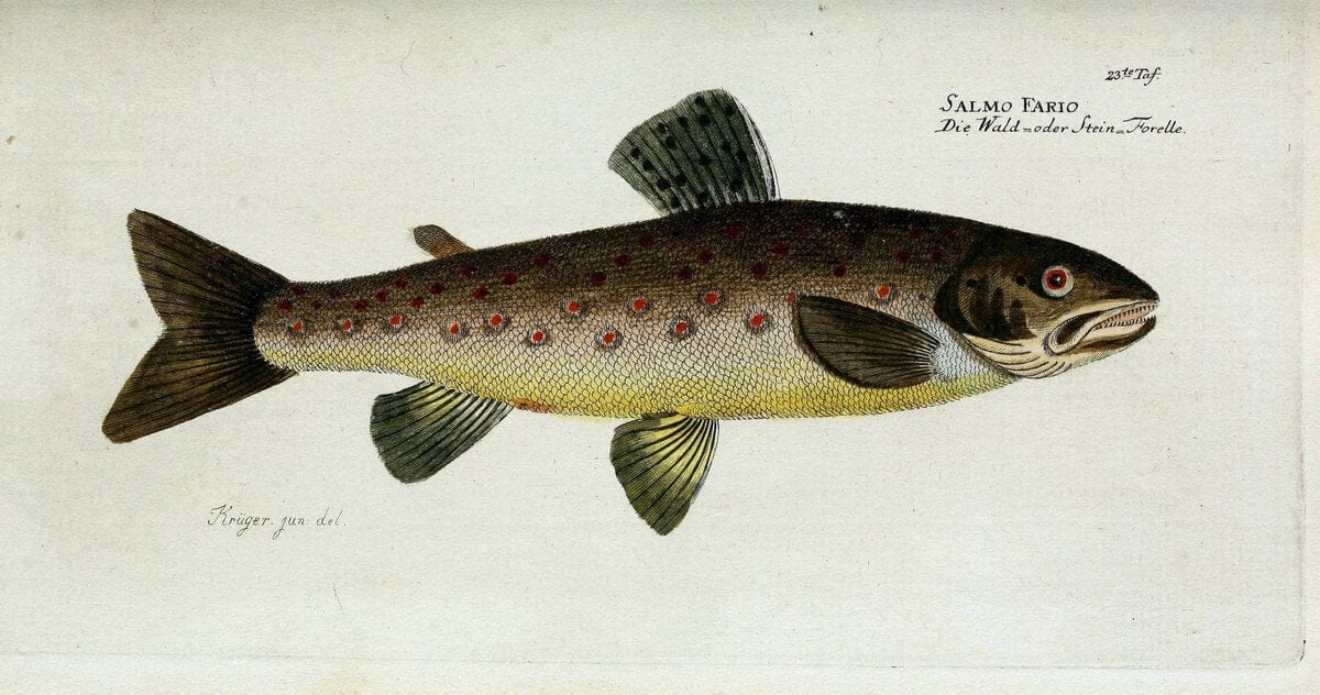 D. Marcus Elieser Bloch's, ausübenden Arztes zu Berlin. Atlas.Berlin :Auf Kosten des Ve | "Early works to 1800" Fishes Germany Ichthyology "Pictorial works"  | Vintage Print Reproduction 465995