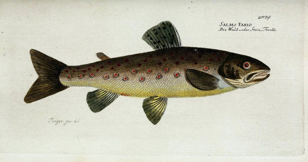 D. Marcus Elieser Bloch's, ausÃ¼benden Arztes zu Berlin. Atlas.Berlin :Auf Kosten des Ve | "Early works to 1800" Fishes Germany Ichthyology "Pictorial works"  | Vintage Print Reproduction 465995