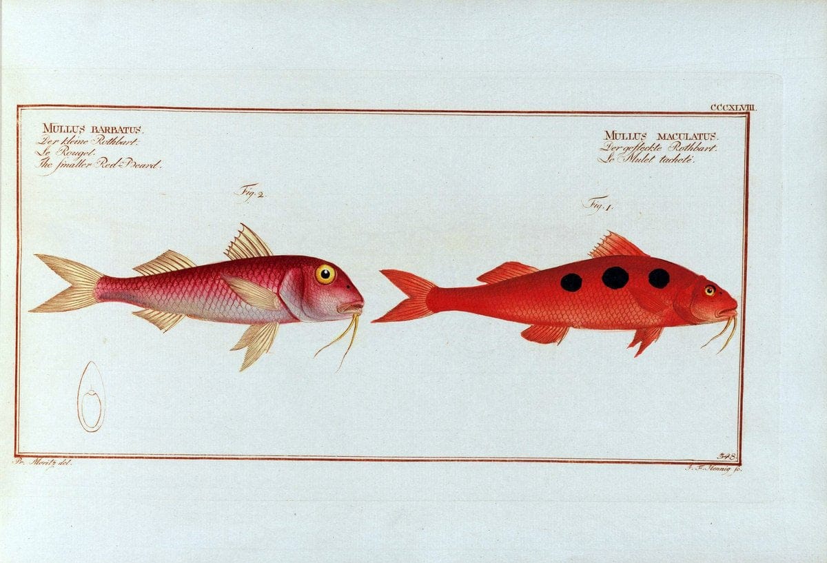 D. Marcus Elieser Bloch's, ausÃ¼benden Arztes zu Berlin .  Oeconomische Naturgeschichte der Fische Deutschlands . .Berlin :Auf Kosten des Verfassers | Vintage Print Reproduction 465996