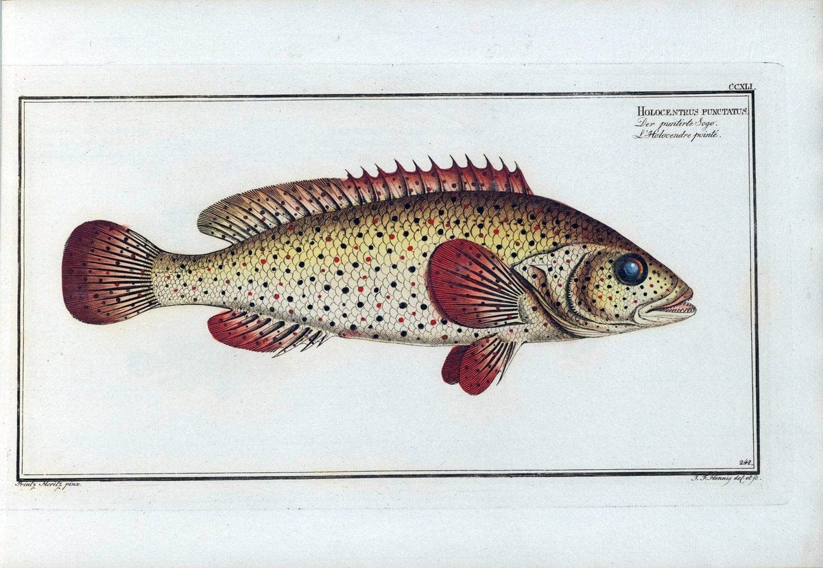 D. Marcus Elieser Bloch's, ausÃ¼benden Arztes zu Berlin .  Oeconomische Naturgeschichte der Fische Deutschlands . .Berlin :Auf Kosten des Verfassers | Vintage Print Reproduction 465997