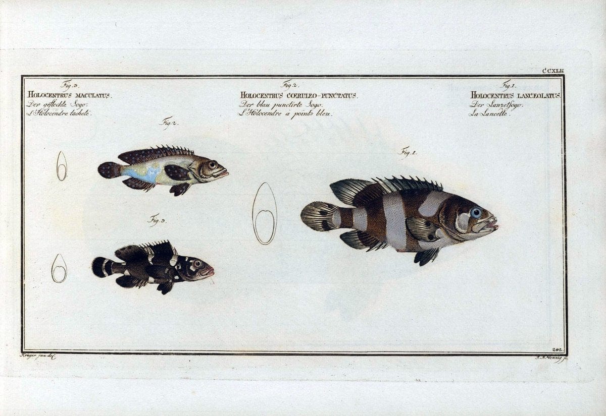 D. Marcus Elieser Bloch's, ausÃ¼benden Arztes zu Berlin .  Oeconomische Naturgeschichte der Fische Deutschlands . .Berlin :Auf Kosten des Verfassers | Vintage Print Reproduction 466000