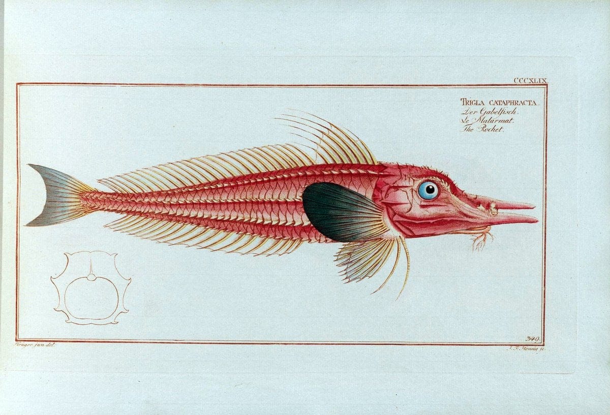 D. Marcus Elieser Bloch's, ausÃ¼benden Arztes zu Berlin .  Oeconomische Naturgeschichte der Fische Deutschlands . .Berlin :Auf Kosten des Verfassers | Vintage Print Reproduction 466002
