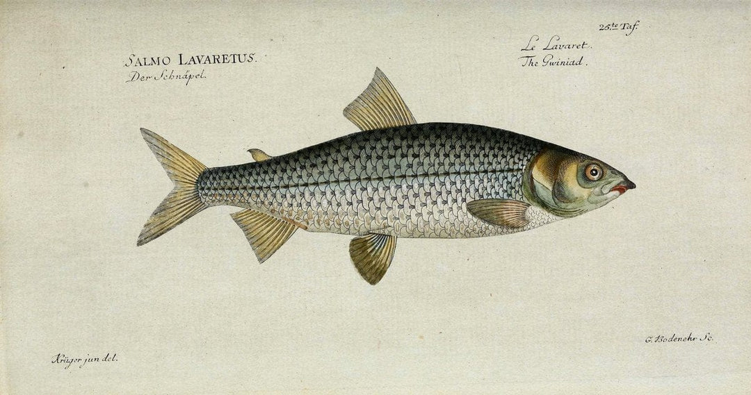 D. Marcus Elieser Bloch's, ausÃ¼benden Arztes zu Berlin. Atlas.Berlin :Auf Kosten des Ve | "Early works to 1800" Fishes Germany Ichthyology "Pictorial works"  | Vintage Print Reproduction 466003