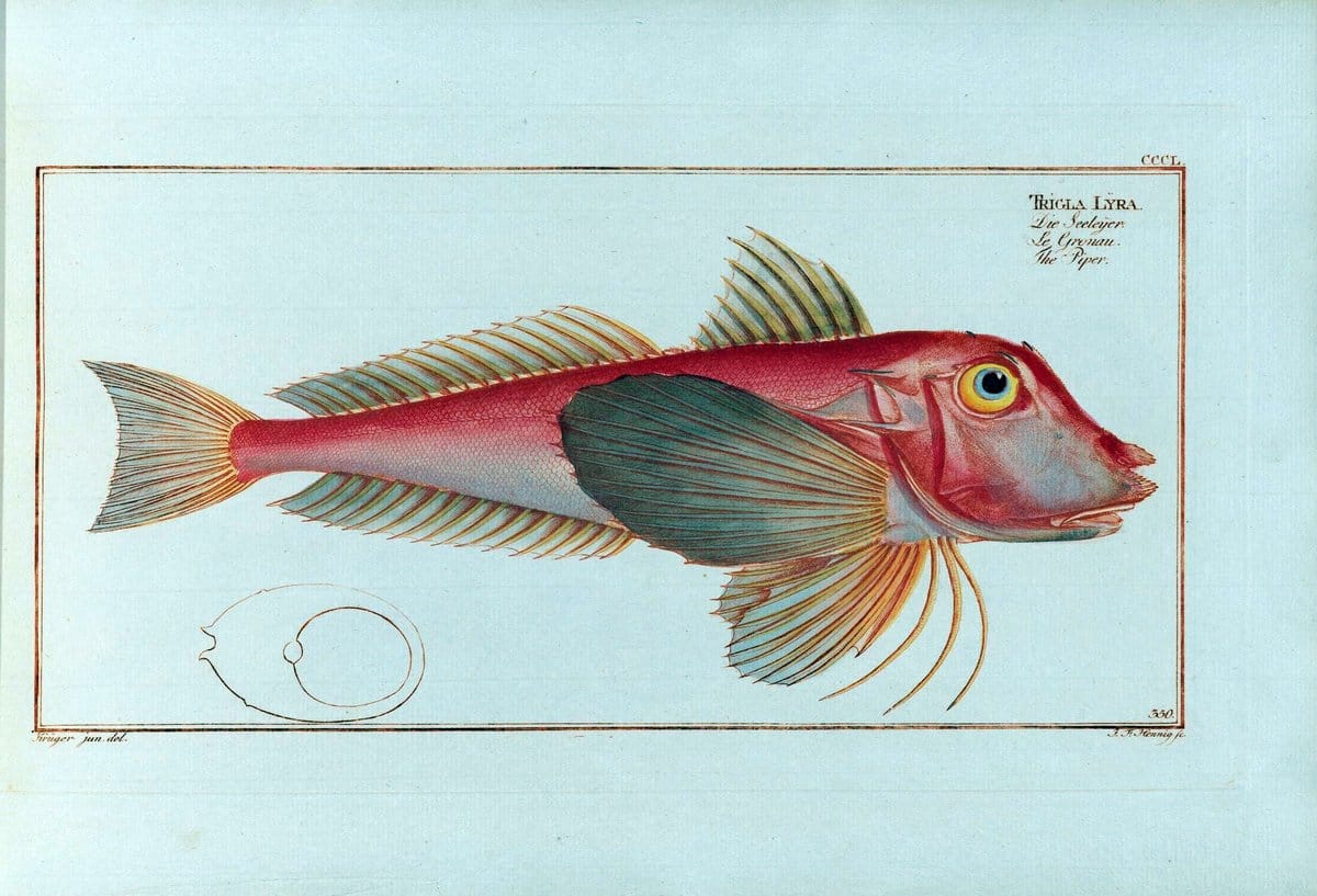 D. Marcus Elieser Bloch's, ausÃ¼benden Arztes zu Berlin .  Oeconomische Naturgeschichte der Fische Deutschlands . .Berlin :Auf Kosten des Verfassers | Vintage Print Reproduction 466004