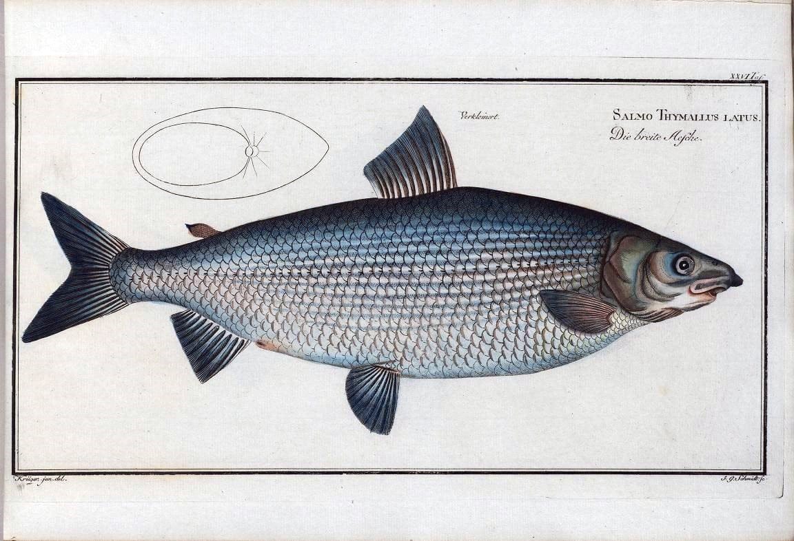 D. Marcus Elieser Bloch's, ausÃ¼benden Arztes zu Berlin .  Oeconomische Naturgeschichte der Fische Deutschlands . .Berlin :Auf Kosten des Verfassers | Vintage Print Reproduction 466006