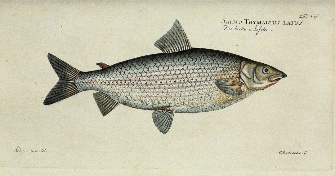 D. Marcus Elieser Bloch's, ausÃ¼benden Arztes zu Berlin. Atlas.Berlin :Auf Kosten des Ve | "Early works to 1800" Fishes Germany Ichthyology "Pictorial works"  | Vintage Print Reproduction 466007