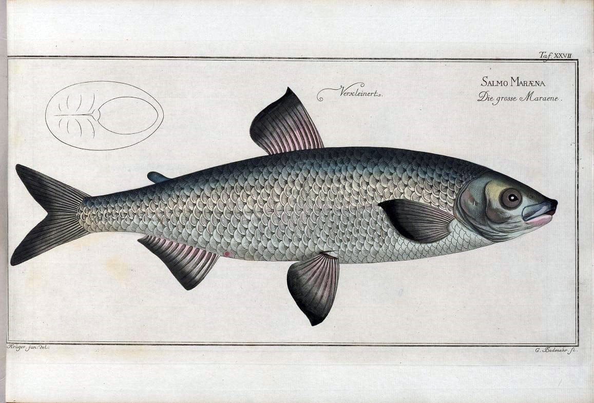 D. Marcus Elieser Bloch's, ausÃ¼benden Arztes zu Berlin .  Oeconomische Naturgeschichte der Fische Deutschlands . .Berlin :Auf Kosten des Verfassers | Vintage Print Reproduction 466008