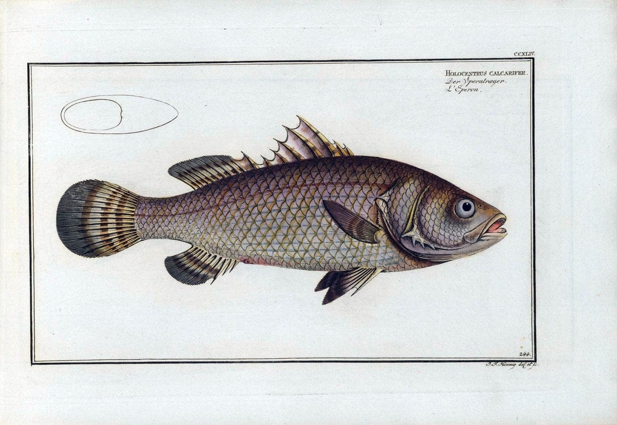D. Marcus Elieser Bloch's, ausÃ¼benden Arztes zu Berlin .  Oeconomische Naturgeschichte der Fische Deutschlands . .Berlin :Auf Kosten des Verfassers | Vintage Print Reproduction 466009